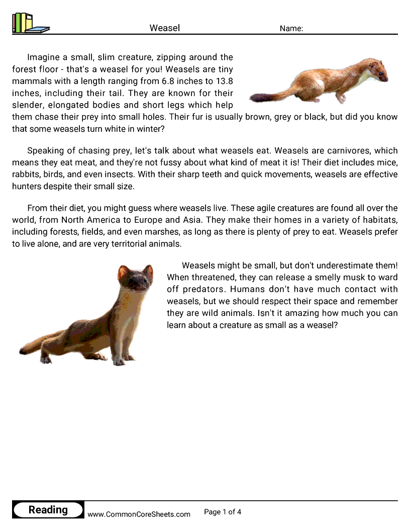 Reading Comprehension Mammals - Weasel worksheet
